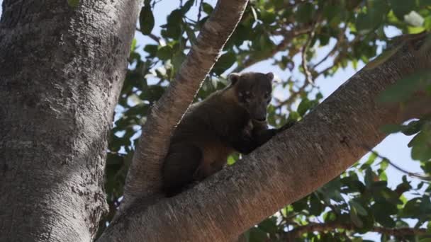 南米のコアティ ナスアナスアはまた ブラジルのパンタナールの沼地地域の厚い熱帯木の枝でリラックスして 尾張されたコアティを鳴らした — ストック動画
