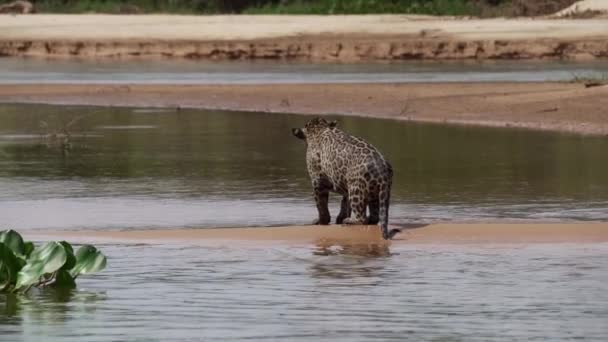 Офеуар Panthera Onca Большая Солитарная Кошка Родом Америки Охотится Вдоль — стоковое видео