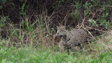Jaguar, Panthera onca, Amerika 'nın yerlisi, dünyanın en büyük bataklık bölgesi olan Pantanl nehri boyunca avlanan, Brezilya' nın Porto Jofre kentindeki Transpantaneira yakınlarında yaşayan yalnız bir kedi..