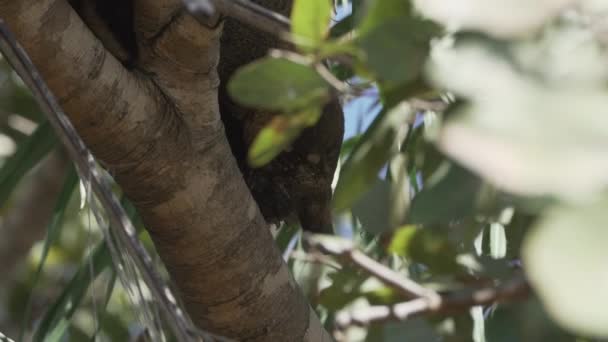 在巴西潘塔纳尔沼泽地的一片茂密的热带树梢上 南美洲的科蒂Nasua Nasua也环绕着尾巴科蒂 悠闲自在地躺着 — 图库视频影像