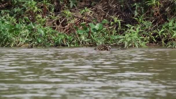 재규어 Panthera Onca 브라질의 포르투 Jofre에서 Transpantaneira 세계에서 판타닐의 어두운 — 비디오
