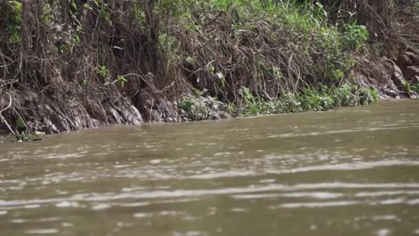 Jaguar Panthera Onca Велика Одиночна Кішка Мешкає Америці Пропливає Через — стокове відео