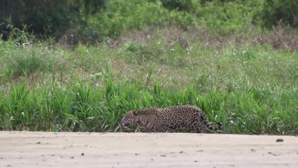 Jaguar Panthera Onca Μια Μεγάλη Μοναχική Γάτα Εγγενής Στην Αμερική — Αρχείο Βίντεο