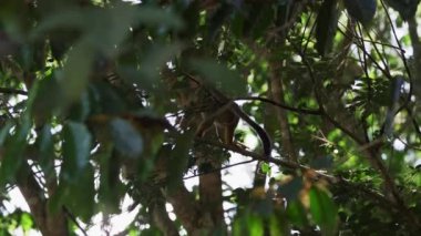 Amazon bölgesindeki Cuyabeno yaban hayatı koruma alanındaki tropikal yağmur ormanlarının tepesinden atlayan sevimli küçük sincap maymunu..