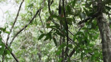 Amazon bölgesindeki Cuyabeno yaban hayatı koruma alanındaki tropikal yağmur ormanlarının tepesinden atlayan sevimli küçük sincap maymunu..