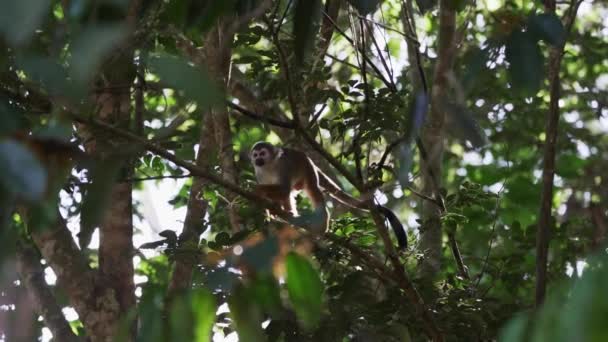 Χαριτωμένο Μικρό Μαϊμού Σκίουρος Άλμα Μέσα Από Θόλο Του Τροπικού — Αρχείο Βίντεο