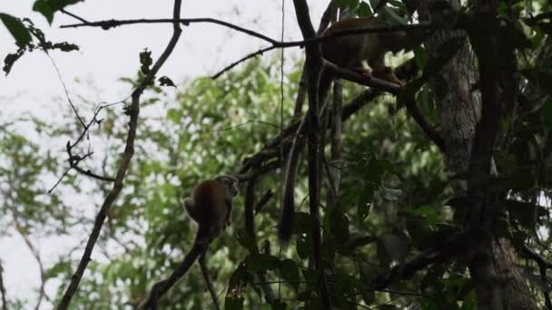 Cute Little Squirrel Monkey Jumping Canopy Tropical Rainforest Cuyabeno Wildlife — Stock Video