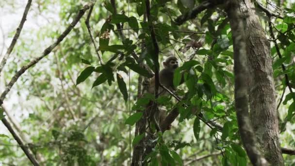 Симпатична Маленька Білка Мавпа Стрибає Через Навіс Тропічних Тропічних Лісів — стокове відео