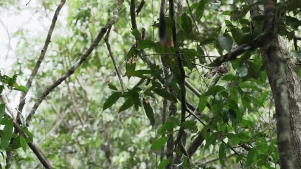 厄瓜多尔亚马逊地区Cuyabeno野生动物保护区热带雨林的树冠上跳着可爱的小松鼠猴 — 图库视频影像