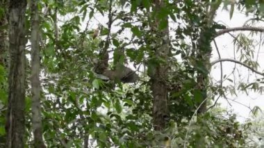 Ekvador 'un Amazon bölgesindeki Cuyabeno doğal yaşam rezervinin yağmur ormanlarındaki tropikal bir ağacın tepesinde asılı duran tembel hayvan..