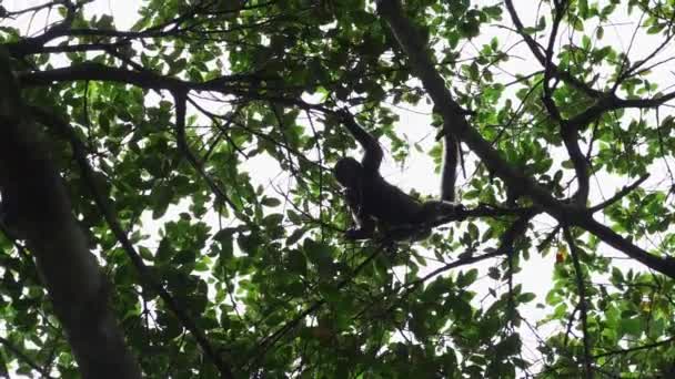 在厄瓜多尔亚马逊河流域的Cuyabeno野生动物保护区 一种普通的或洪堡毛猴 棕色毛猴 它跳过热带雨林的树冠 — 图库视频影像