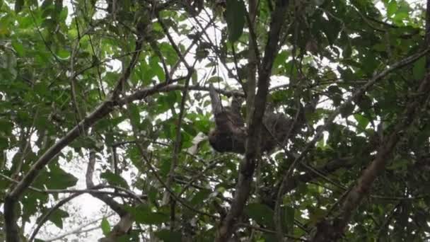 Ленивец Висит Навесе Тропического Дерева Тропических Лесах Заповедника Куябено Районе — стоковое видео