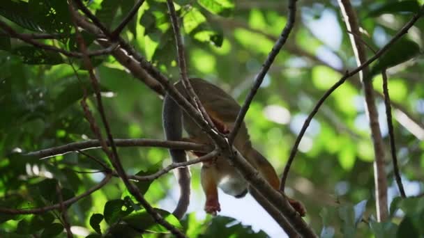 Lindo Mono Ardilla Saltando Través Del Dosel Selva Tropical Reserva — Vídeos de Stock