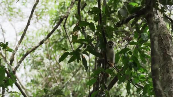 エクアドルのアマゾン地域のカヤベノ野生生物保護区の熱帯雨林の洞窟を飛び抜けるかわいいリスサル — ストック動画