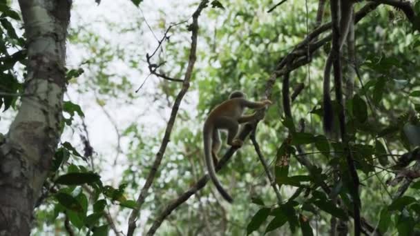 Lindo Mono Ardilla Saltando Través Del Dosel Selva Tropical Reserva — Vídeo de stock