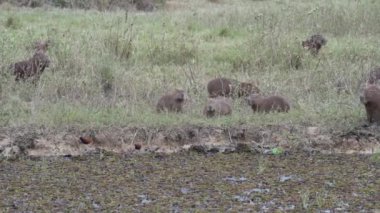 Büyük Capybara ailesi, Hydrochoerus hydrochaeris, Brezilya 'nın Pantanal bölgesindeki bir sığır çiftliğinin su birikintisindeki dünyanın en büyük kemirgenidir..