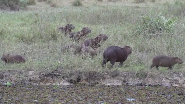 Nagyobb Capybara Család Hydrochoerus Hydrochaeris Világ Legnagyobb Rágcsálója Brazíliai Pantanal — Stock videók