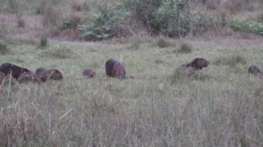 Büyük Capybara ailesi, Hydrochoerus hydrochaeris, Brezilya 'nın Pantanal bölgesindeki bir sığır çiftliğinin su birikintisindeki dünyanın en büyük kemirgenidir..