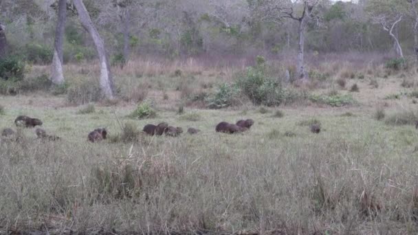 Nagyobb Capybara Család Hydrochoerus Hydrochaeris Világ Legnagyobb Rágcsálója Brazíliai Pantanal — Stock videók