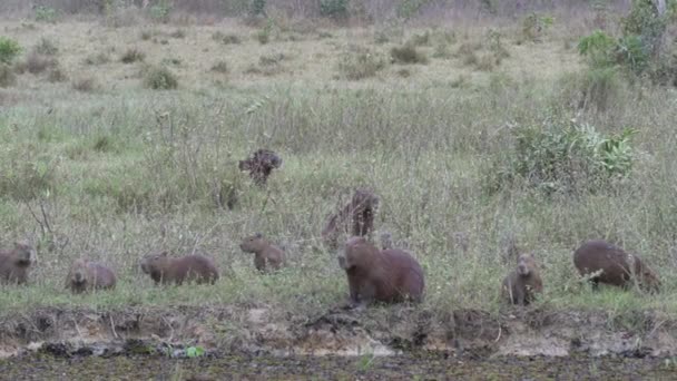 Büyük Capybara Ailesi Hydrochoerus Hydrochaeris Brezilya Nın Pantanal Bölgesindeki Bir — Stok video