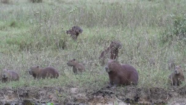 Famiglia Capibara Maggiore Hydrochoerus Hydrochaeris Più Grande Roditore Del Mondo — Video Stock