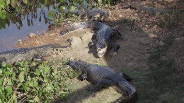 Timsah, Transpantaneira çakıl yolunun kıyısında Porto Jofre 'ye doğru Pantanal' dan geçiyor. Brezilya 'nın en büyük bataklık bölgesi..
