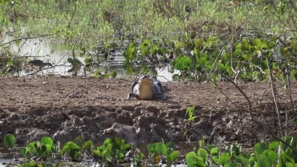 位于Transpantaneira石子路河岸的Caiman 穿过巴西世界上最大的沼泽地Pantanal通往Jofre港 在那里放松地晒日光浴 — 图库视频影像