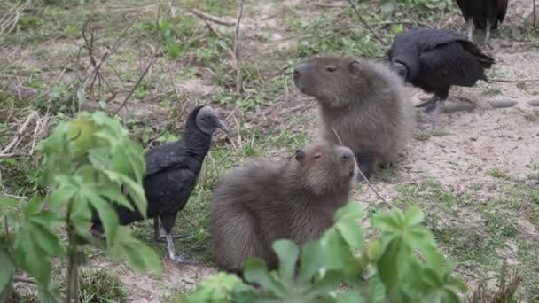 Capibara Buitre Negro Hydrochoerus Hydrochaeris Roedor Vivo Más Grande Del — Vídeos de Stock
