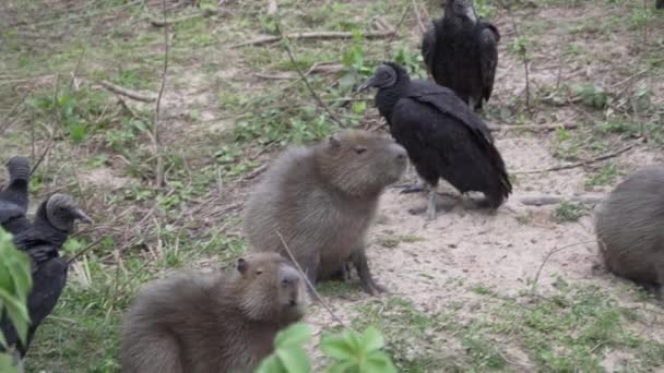 Capibara Avvoltoio Nero Hydrochoerus Hydrochaeris Più Grande Roditore Vivente Mondo — Video Stock