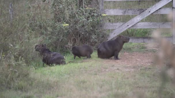 Famiglia Capibara Maggiore Hydrochoerus Hydrochaeris Più Grande Roditore Del Mondo — Video Stock