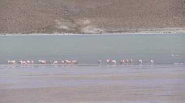 Pembe Flamingo sürüsü, Bolivya dağlarının And Dağları 'ndaki Altiplano' nun yüksek irtifasında renkli bir gölde toplanıyor..