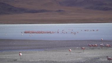 Pembe Flamingo sürüsü, Bolivya dağlarının And Dağları 'ndaki Altiplano' nun yüksek irtifasında renkli bir gölde toplanıyor..
