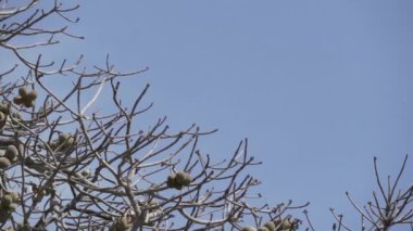 güzel mavi sümbül papağanı, Anodorhynchus sümbül, Pantanal 'ın ağaçlarından tırmanıyor, dünyanın en büyük bataklık bölgesi, transspanira yolu boyunca Brezilya' daki Porto Jofre 'ye doğru..