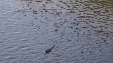 Timsah, Transpantaneira çakıl yolunun kıyısında Porto Jofre 'ye doğru Pantanal' dan geçiyor. Brezilya 'nın en büyük bataklık bölgesi..