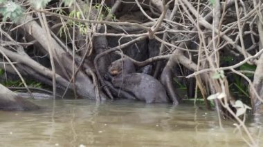Dev nehir samuru ailesi, Pteronura brasiliensis, Brezilya 'da Porto Jofre yakınlarında Pantanal' ın bataklık bölgesinde balık avlıyor ve yiyorlar..