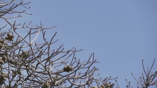Красивый Голубой Гиацинтовый Ара Anodorhynchus Hyacinthinus Лазающий Деревьям Пантанала Самого — стоковое видео