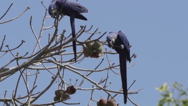 Prachtige Blauwe Hyacint Ara Anodorhynchus Hyacinthinus Klimmend Door Bomen Van — Stockvideo