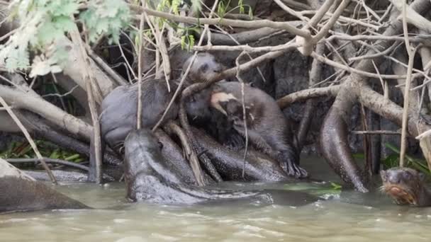 Família Das Lontras Gigantes Rio Pteronura Brasiliensis Caçando Devorando Peixes — Vídeo de Stock