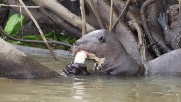 Семья Гигантской Речной Выдры Pteronura Brasiliensis Охотится Пожирает Рыбу Перед — стоковое видео
