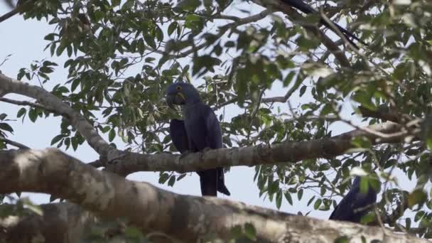 Wunderschöner Blauer Hyazinthen Ara Anodorhynchus Hyacinthinus Klettert Durch Die Bäume — Stockvideo