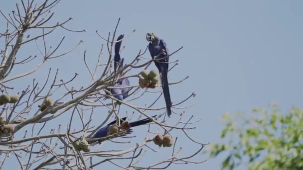 Vacker Blå Hyacint Makaw Anodorhynchus Hyacinthinus Klättra Genom Träden Pantanal — Stockvideo