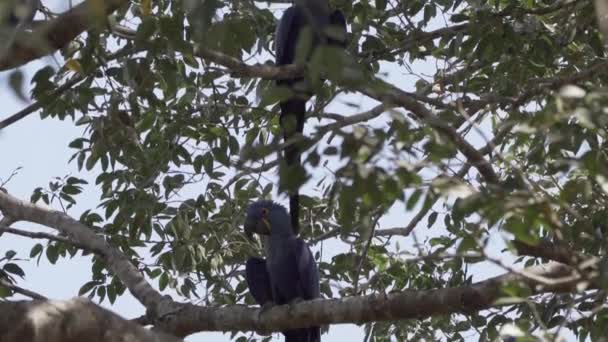Wunderschöner Blauer Hyazinthen Ara Anodorhynchus Hyacinthinus Klettert Durch Die Bäume — Stockvideo