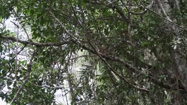 Roztomilé Malé Veverka Opice Skákání Přes Baldachýn Tropického Deštného Pralesa — Stock video