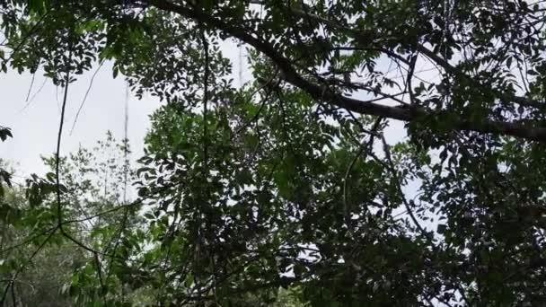 Söt Liten Ekorre Apa Hoppar Genom Trädkronorna Den Tropiska Regnskogen — Stockvideo