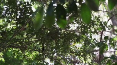 Amazon bölgesindeki Cuyabeno yaban hayatı koruma alanındaki tropikal yağmur ormanlarının tepesinden atlayan sevimli küçük sincap maymunu..