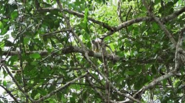 Amazon bölgesindeki Cuyabeno yaban hayatı koruma alanındaki tropikal yağmur ormanlarının tepesinden atlayan sevimli küçük sincap maymunu..
