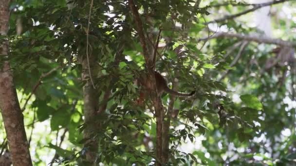 Słodka Małpka Wiewiórka Skacząca Przez Baldachim Tropikalnego Lasu Deszczowego Rezerwacie — Wideo stockowe