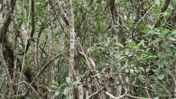 エクアドルのアマゾン地域のカヤベノ野生生物保護区の熱帯雨林の洞窟を飛び抜けるかわいいリスサル — ストック動画