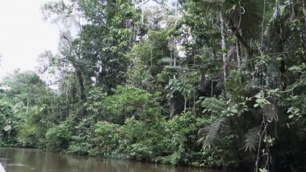 エクアドルのアマゾン地域の熱帯雨林を通ってカヤベノ野生生物リゾートのジャングルでトロピカル川を下るモーターボート側からの水を眺める — ストック動画