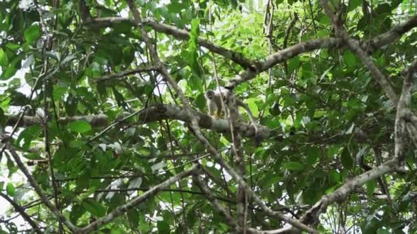 Lindo Mono Ardilla Saltando Través Del Dosel Selva Tropical Reserva — Vídeo de stock